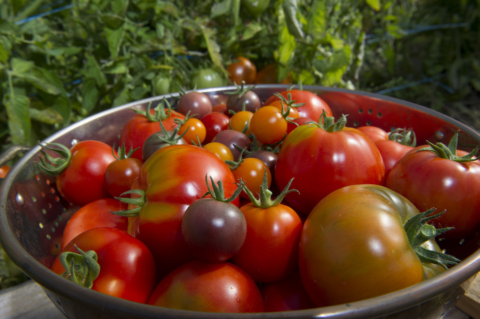 Organic Food Roseburg Oregon Organic Food Roseburg Oregon
