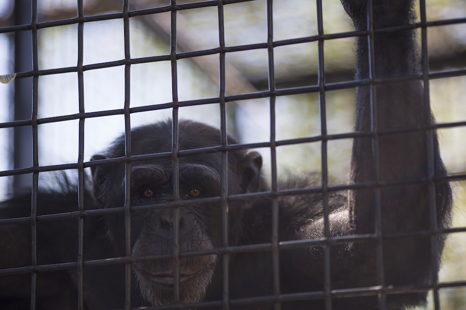 ben mcbee, chimps inc