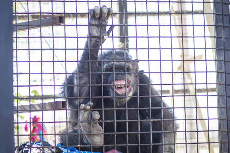 KJ Hellis, chimps inc