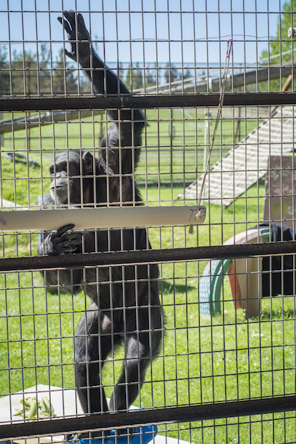 Kjerstin Hellis, chimps inc