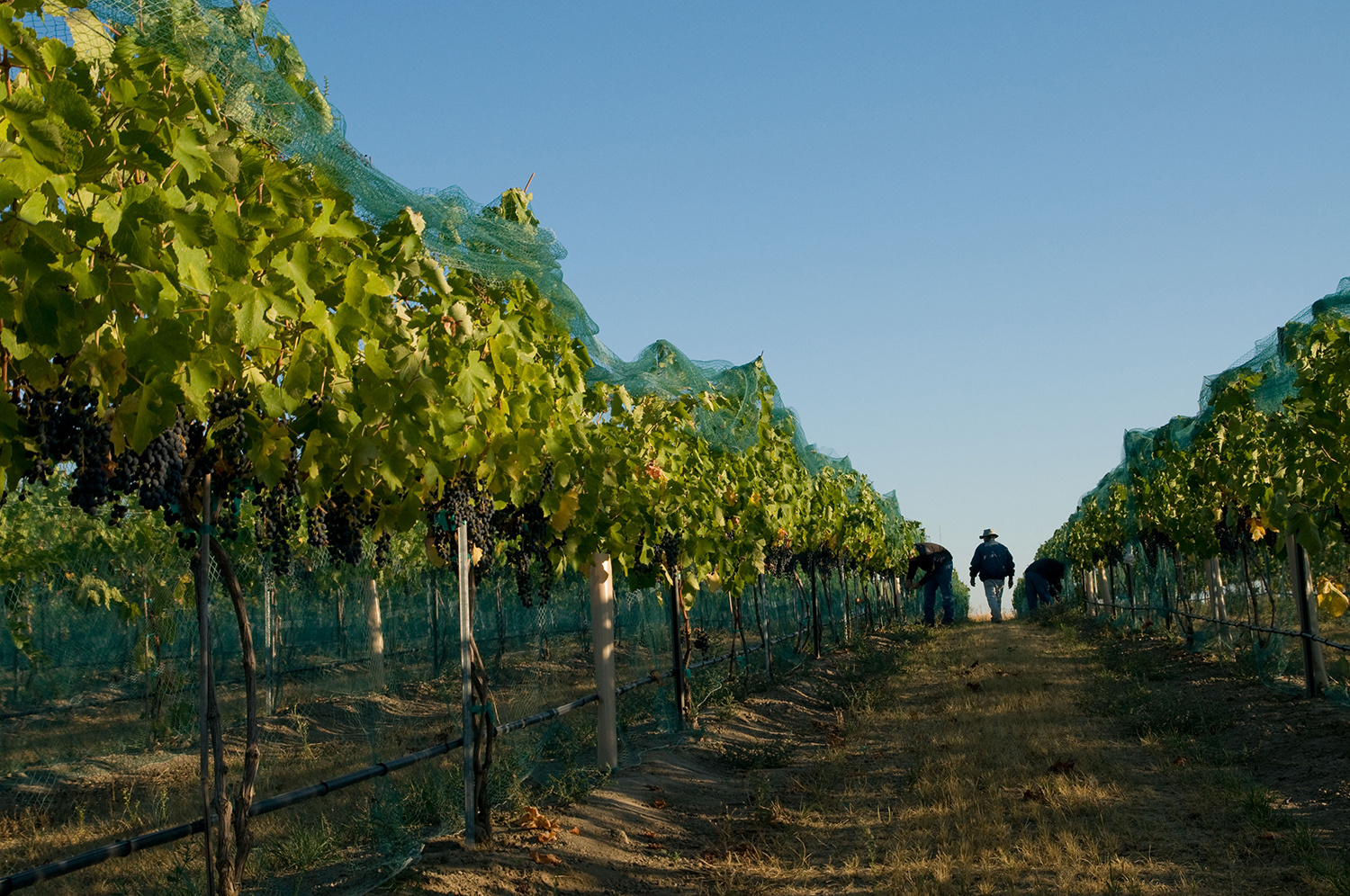 Walla Walla Wine