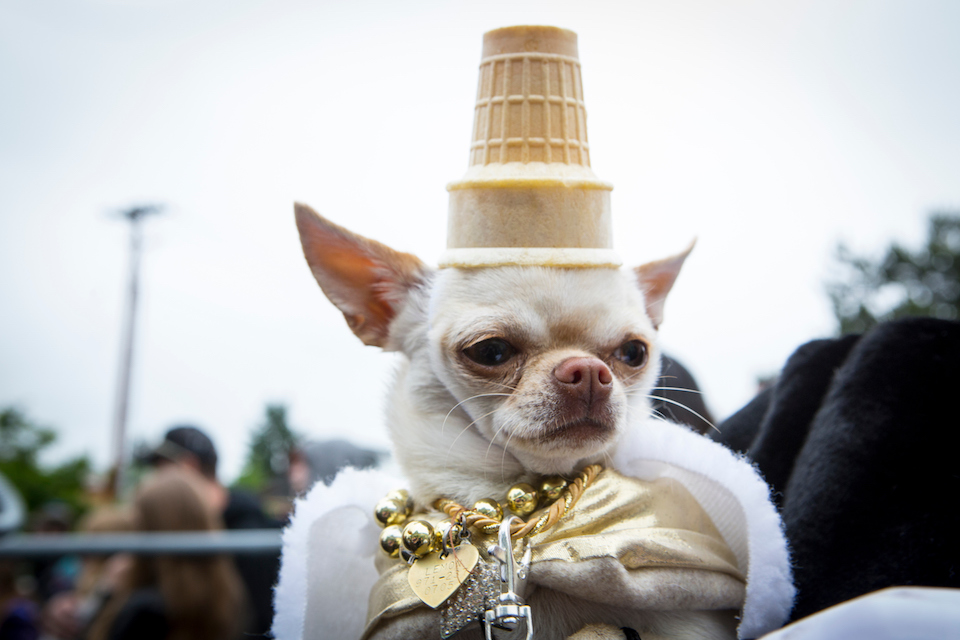 UFO fest pet costume