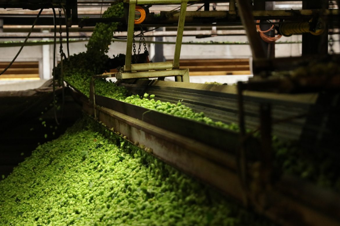 hops at Rogue Farms