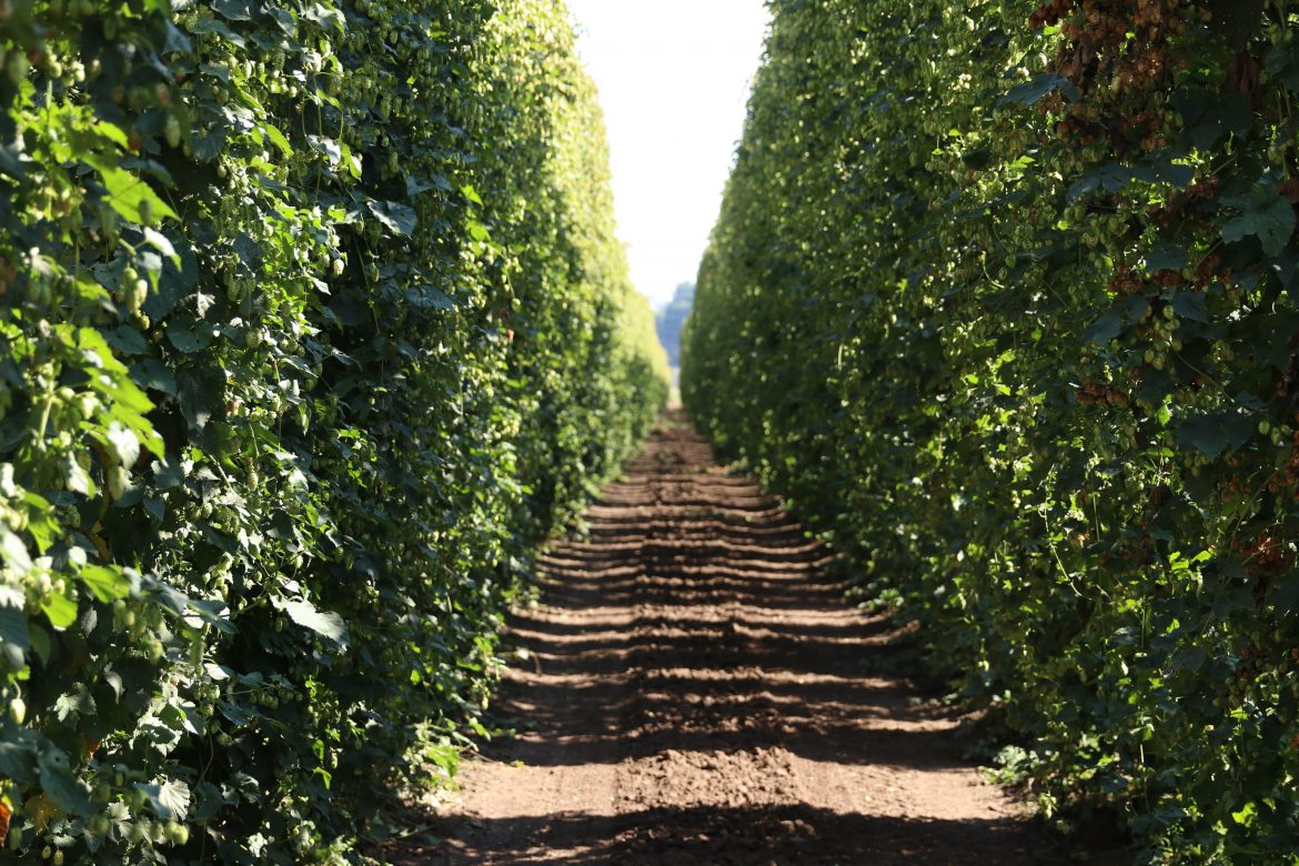 hops at Rogue Farms