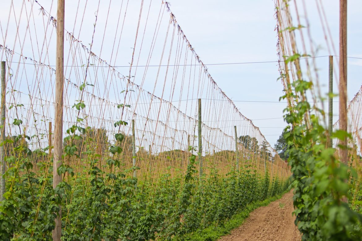 hops at Rogue Farms