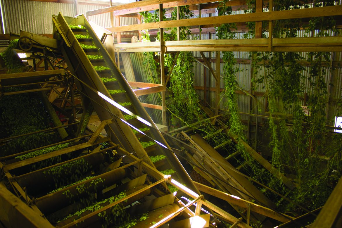 hops at Rogue Farms